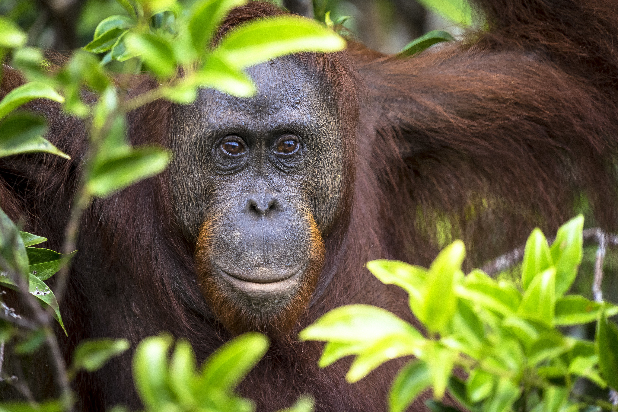 Chocolade Orang Oetan Museon Omniversum