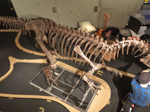 Screenshot Timelapse Opbouw Allosaurus