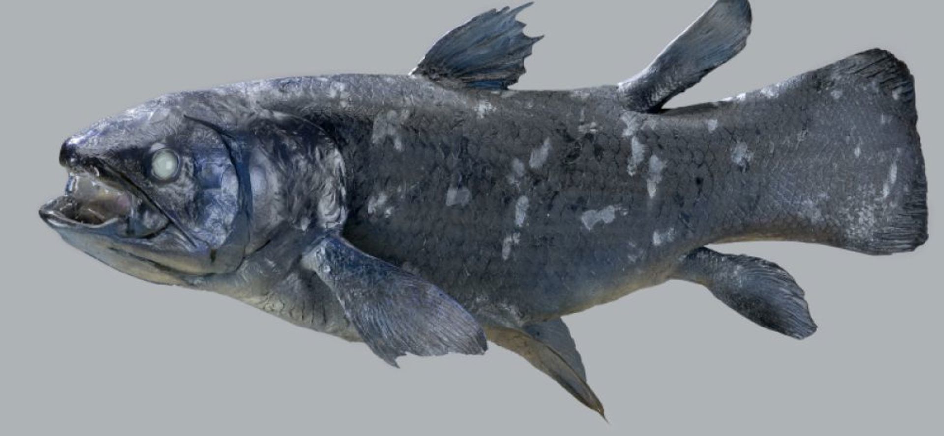 Coelacanth