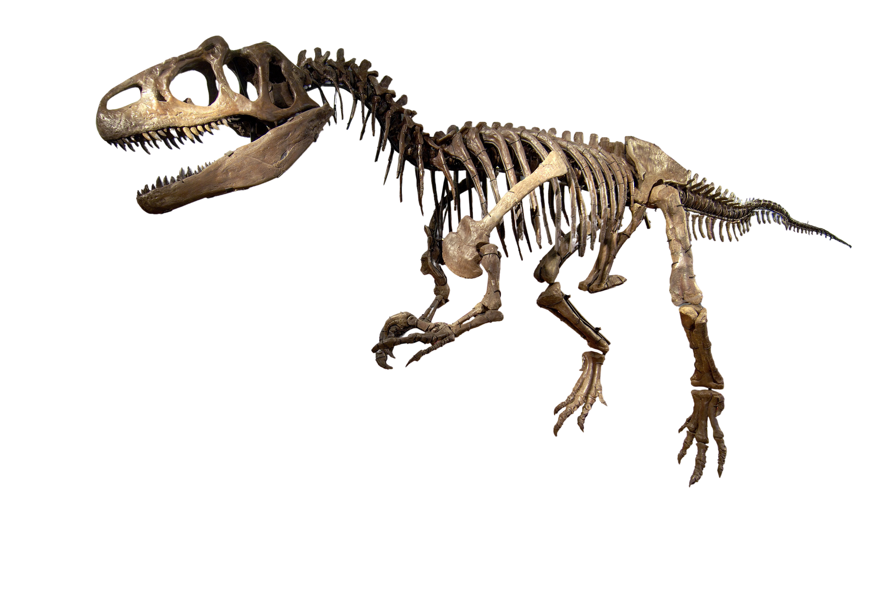 Allosaurus