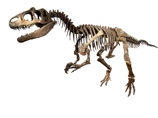 Allosaurus