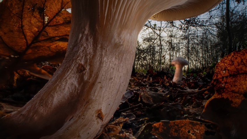 CEWE 90X60 47637 Planten En Paddenstoelen Maarten Trybou