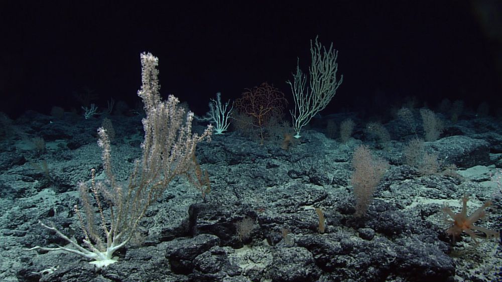 Deep Sea Corals Wagner Seamount, Wikimedia Commons, NOAA Office Of Ocean Exploration And Research