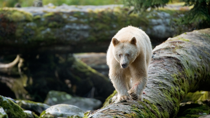 GBR 01 Spiritbearlog