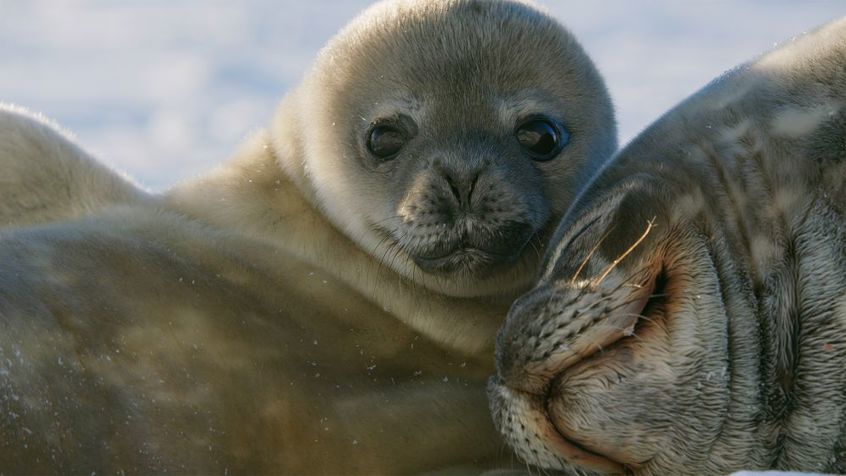 07 Antarctica Photo Select Weddell Seal Pup And Mom WEB3