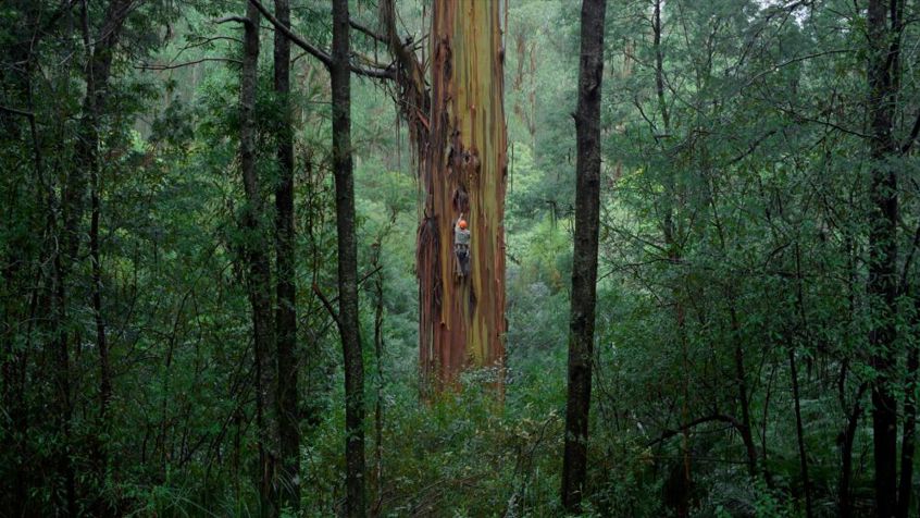 Tasmaanse Tarkine Regenwoud