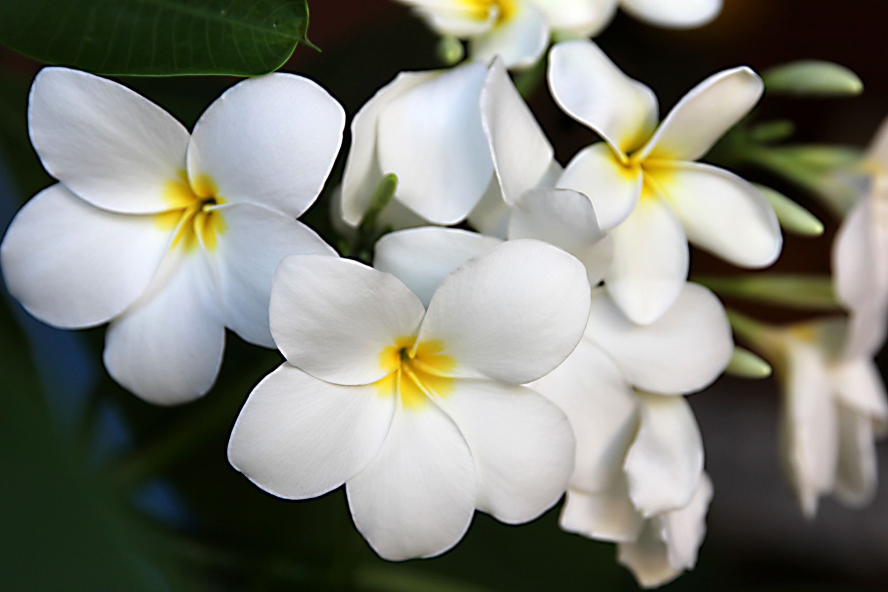 Plumeria 5397901 1920