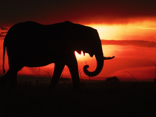 Serengeti - Elephant Sunset 1.15.2