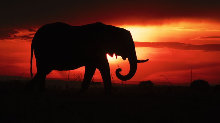 Serengeti - Elephant Sunset 1.15.2