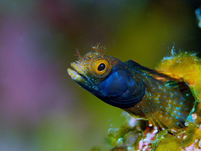 26 SOS Barnacleblenny