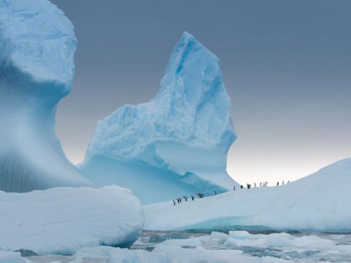 04 Antarctica Photo Select Gentoo Penguins On Iceberg Slider