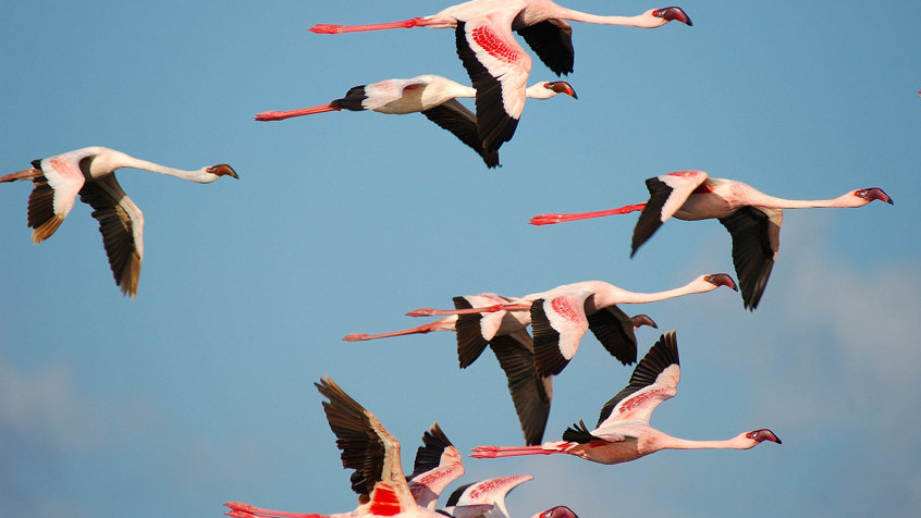 Serengeti - Birds