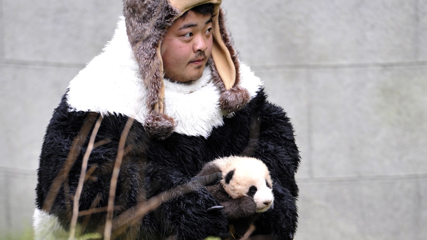 Pandas Still (3)