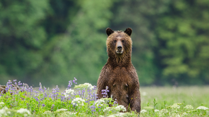 GBR 15 Grizzlystanding