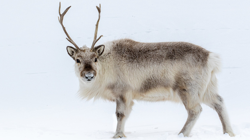 Spitsbergen01