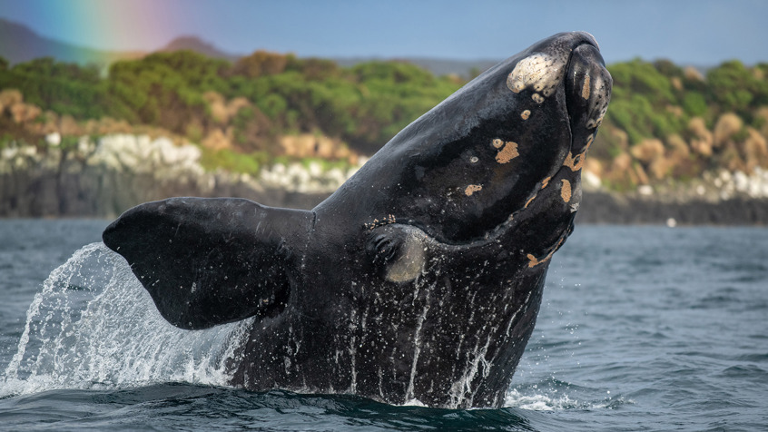 02 Antarctica Photo Select Southern Right Whale Breach Rainbow WEB2